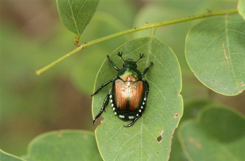 Infestazione da Popillia Japonica Newman